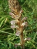 Orobanche ramosa ?