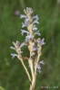 Orobanche ramosa L. subsp. mutelii (F.W.Schultz) Cout.