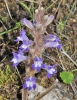 Orobanche ramosa subsp. nana