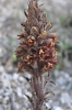 Orobanche rapum-genistae Thuill.