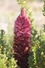 Orobanche sanguinea ? 2 de 3