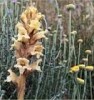 Orobanche santolinae