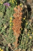 Orobanche sp. ?