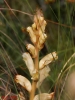 Orobanche