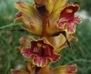 Orobanche gracilis 2/2 (a confirmar)