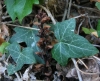 Orobanche hederae 1/2 (a confirmar)
