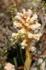 Orobanche sp.