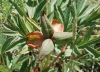 Paeonia officinalis L. subsp. microcarpa (Boiss. & Reut.) Nyman