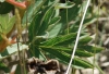 Paeonia officinalis L. subsp. microcarpa (Boiss. & Reut.) Nyman