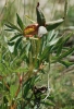 Paeonia officinalis L. subsp. microcarpa (Boiss. & Reut.) Nyman