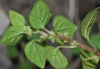 Parietaria lusitanica L.
