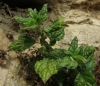 Parietaria judaica L.