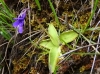 Pinguicula 1/5 Pinguicula 1/5