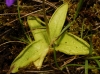 Pinguicula 2/5 Pinguicula 2/5