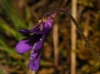 Pinguicula 3/5 Pinguicula 3/5