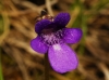 Pinguicula 4/5 Pinguicula 4/5