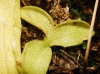 Pinguicula Pinguicula