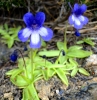 Pinguicula dertosensis (Caig.) Mateo & M.B.Crespo