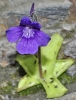 Pinguicula grandiflora Lam. subsp. grandiflora Pinguicula grandiflora Lam. subsp. grandiflora