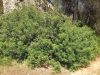 Pistacia lentiscus L.