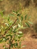 Pistacia lentiscus L.