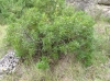 Pistacia lentiscus L.
