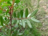 Pistacia lentiscus L.