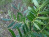 Pistacia lentiscus L.