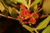 Pistacia lentiscus L.