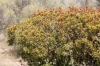 Pistacia lentiscus L.
