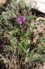 Polygala