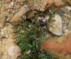 Polygala rupestris Pourr.