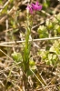 Polygala vulgaris ? 1/3