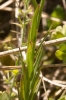Polygala vulgaris ? 2/3