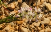 Polygala