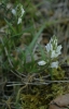 Polygala