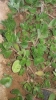 Portulaca oleracea L. Portulaca oleracea L.
