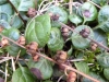 Pyrola chlorantha Sw.