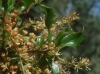 Quercus coccifera ? 2/2