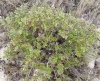 Quercus coccifera