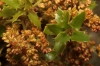 Quercus coccifera L.