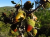 Quercus coccifera L.