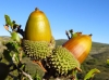 Quercus coccifera L.