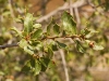 Quercus coccifera L.