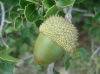 Quercus coccifera L.