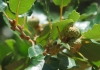 Quercus faginea ? 1 de 3