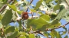 Quercus faginea ? 1 de 6
