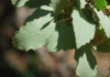 Quercus faginea ? 2 de 3