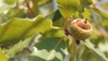 Quercus faginea ? 2 de 6