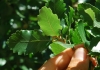 Quercus faginea ? 3 de 3